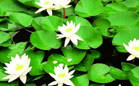 關(guān)于睡蓮作文