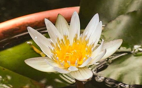 大班優(yōu)秀科學(xué)教案《睡蓮花開(kāi)》含反思