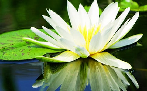 中班科學(xué)睡蓮花開教案