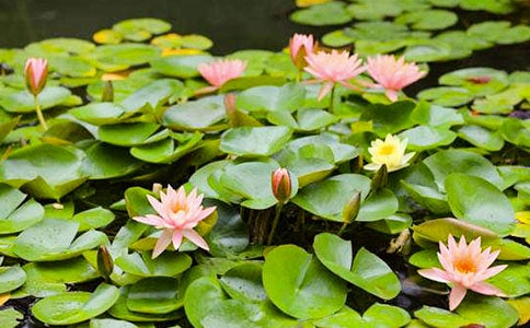 關(guān)于美麗的睡蓮的中班科學(xué)教案