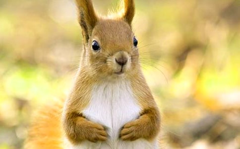 獨(dú)角獸和小松鼠作文