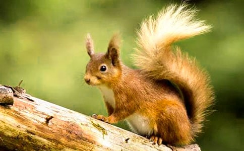 關(guān)于松鼠的作文7篇【優(yōu)選】
