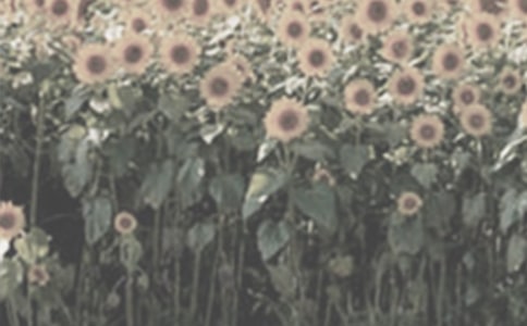 ̫�(y��ng)������