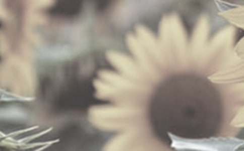 描寫太陽花的小學(xué)生作文