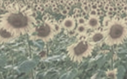 ���g(sh��)�̰���̫�(y��ng)��