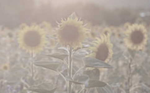 寫太陽(yáng)花的作文7篇