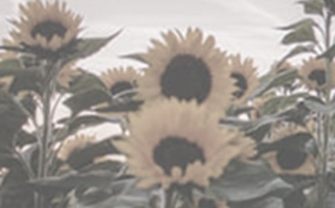 太陽(yáng)花作文【熱】