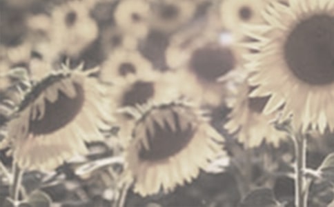 美麗的太陽花作文