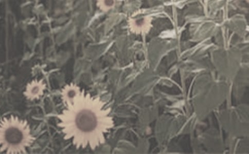 ̫ꖻ�����