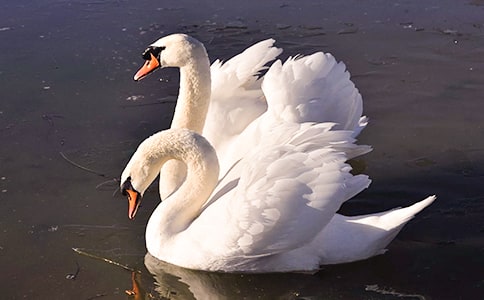 ���������Z�����g(sh��)�̰�