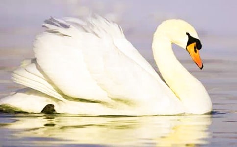 白天鵝紅珊瑚讀后感15篇