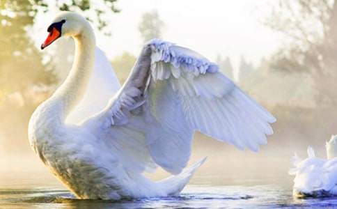 實(shí)用的天鵝作文600字