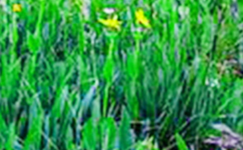 四季的田野作文(集錦15篇)