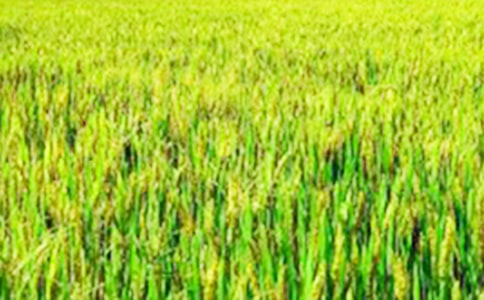 ��������Ұ��������