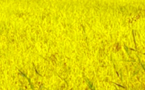 美麗的田野作文