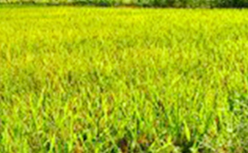 關(guān)于田野作文三篇