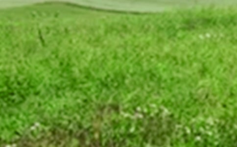 美麗的田野作文