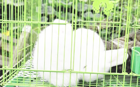 《兔子,站住》的大班語言教案