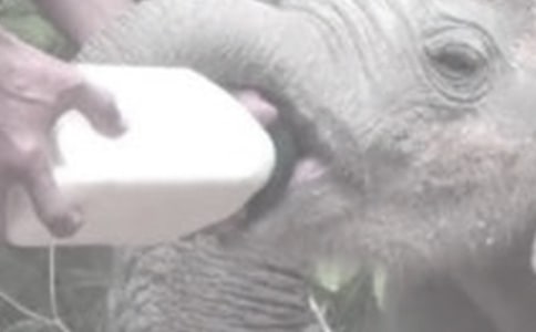 �a(ch��n)��l(f��)�����Խo����ι�̆���