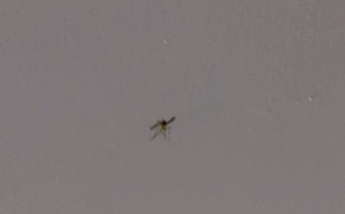 (優(yōu)選)可惡的蚊子作文