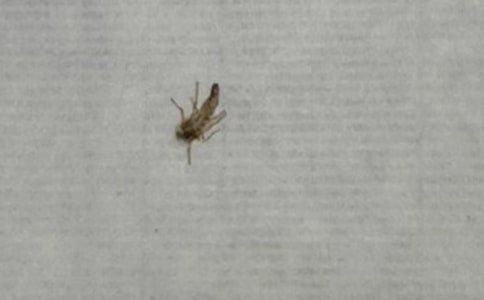 寫給蚊子的一封信作文