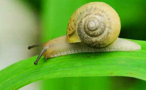 蝸牛健步如飛想象作文(精選48篇)