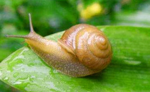 中班科學(xué)雨天的蝸牛教案