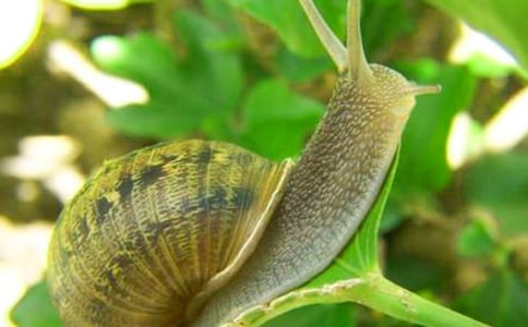 可愛的小蝸牛作文450字