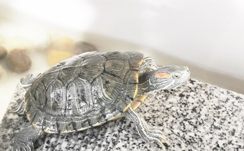 小班體育教案:烏龜爬