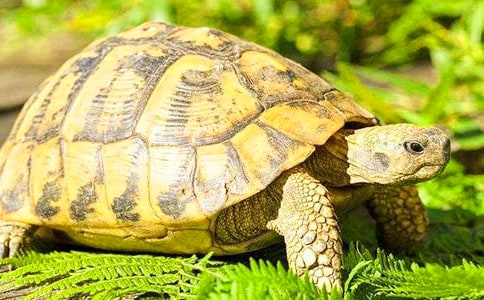 �а����g��Ȥ�Ğ����̰�