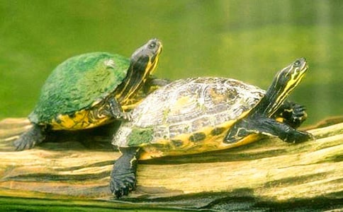 �Ҽҵ�С��������