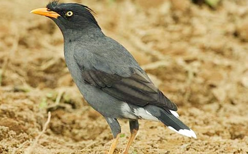 《烏鴉喝水》課程教案