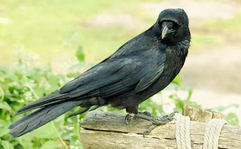 ���f����