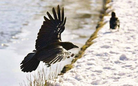 烏鴉兄弟作文(熱門)