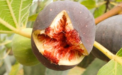 榕樹和無花果樹作文