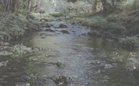 小溪流的歌讀后感