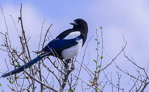 喜鵲和蛇攀親以后想象作文