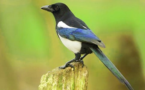 《樹和喜鵲》教案(通用16篇)