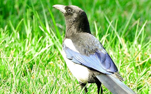 《樹和喜鵲》教學(xué)反思(精選15篇)