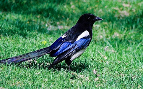 ϲ�o��������