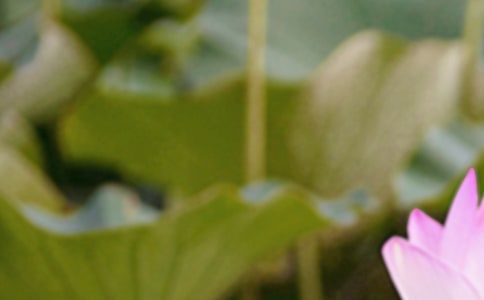 夏至時節(jié)寄語匯編14篇