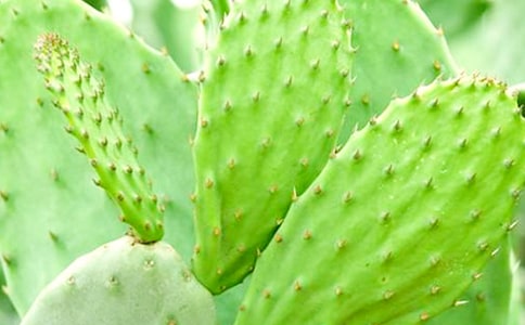 仙人掌日記(15篇)