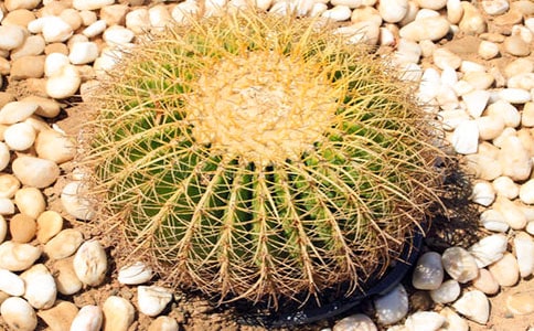 沙漠里的仙人掌優(yōu)秀想象作文