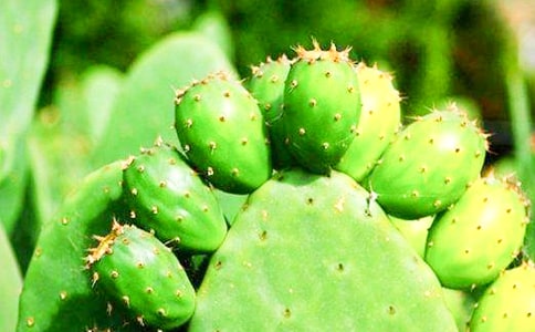 【實(shí)用】仙人掌日記3篇