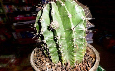 關(guān)于仙人掌的作文(錦集15篇)