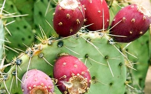 描寫仙人掌的作文200字