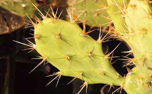 我家的仙人掌作文