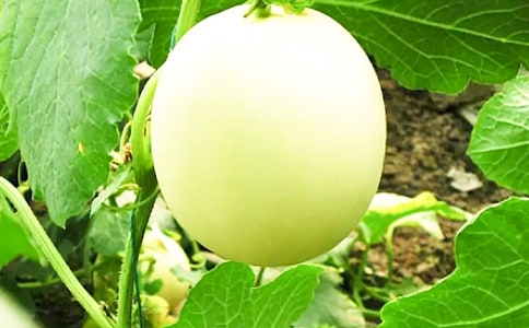 露地香瓜與美國(guó)食葵套種方法