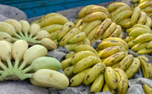 小班社會小不點分香蕉教案