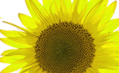 關(guān)于向日葵日記(精選67篇)